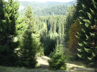 Резерват "Шабаница"