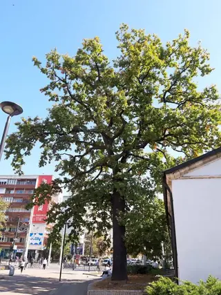 Защитен летен дъб - Плевен