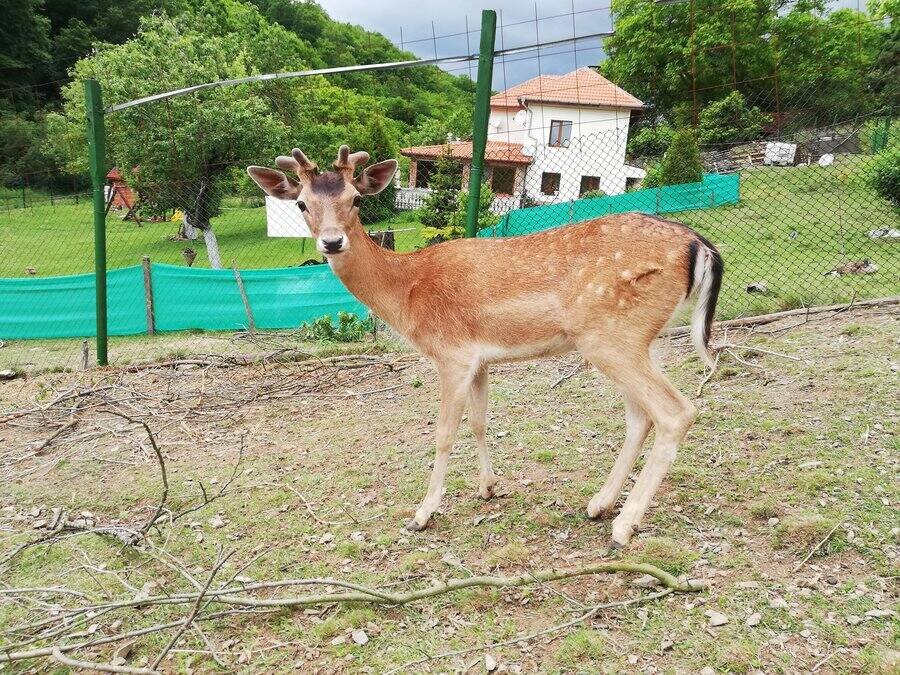 Зоокът "Лесковец"