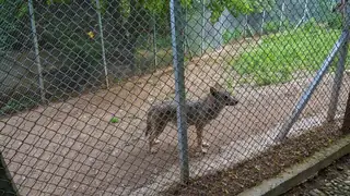 Зоологическа градина - Кюстендил