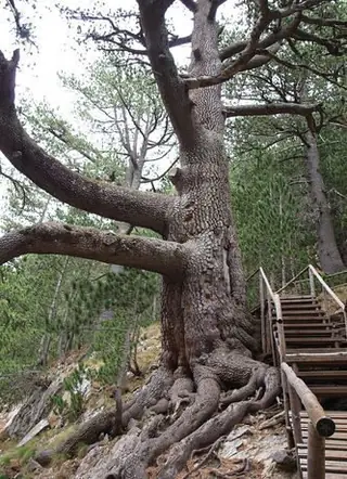 Байкушевата мура