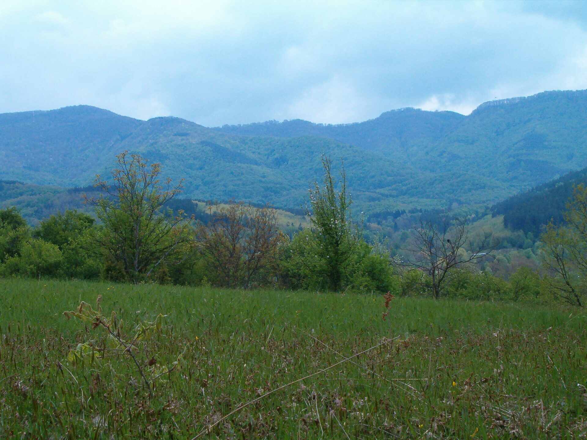 Млечево