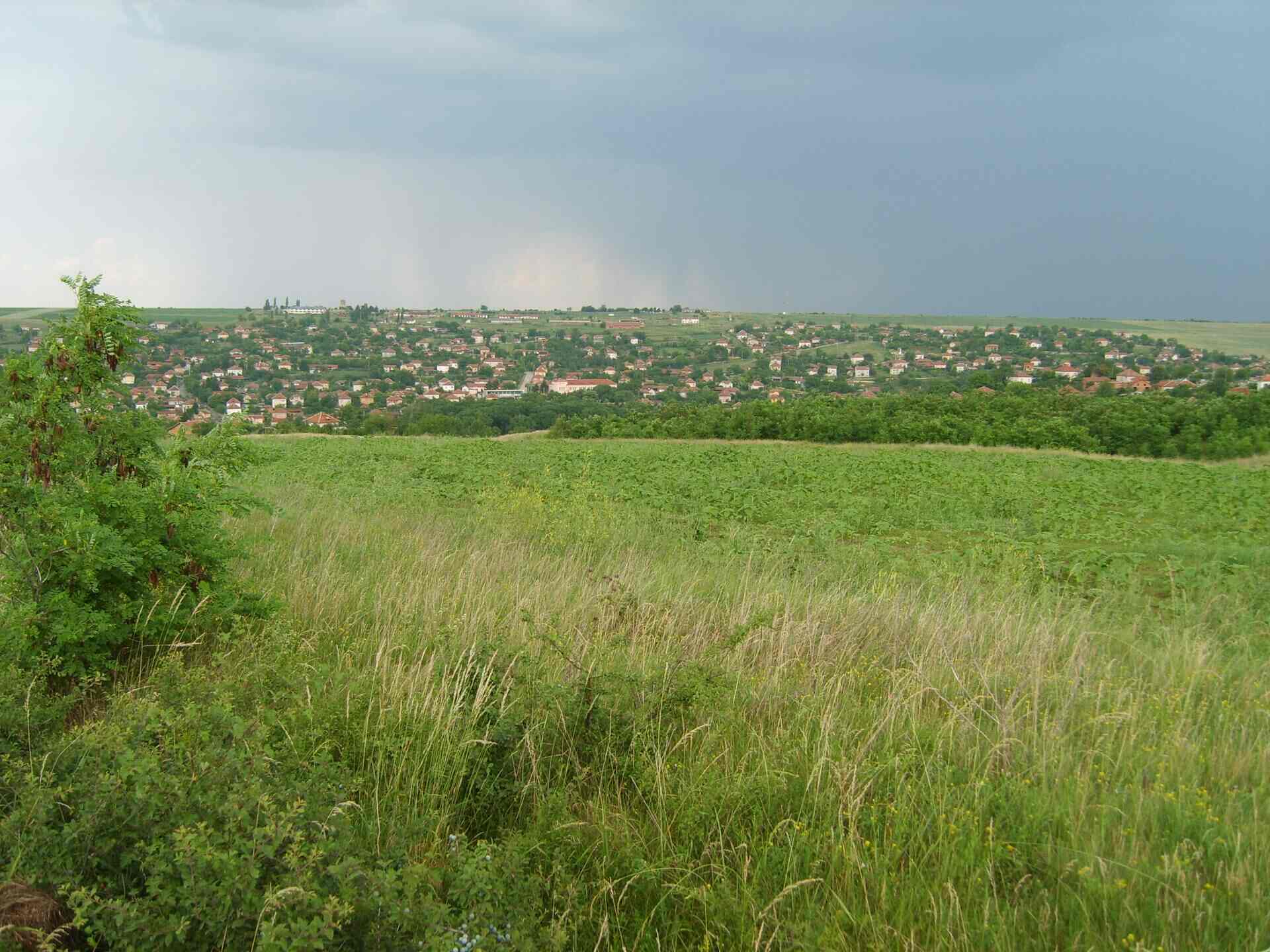Лесура