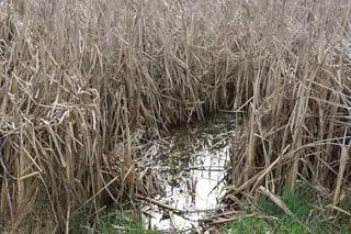 Защитена местност "Мухалница"