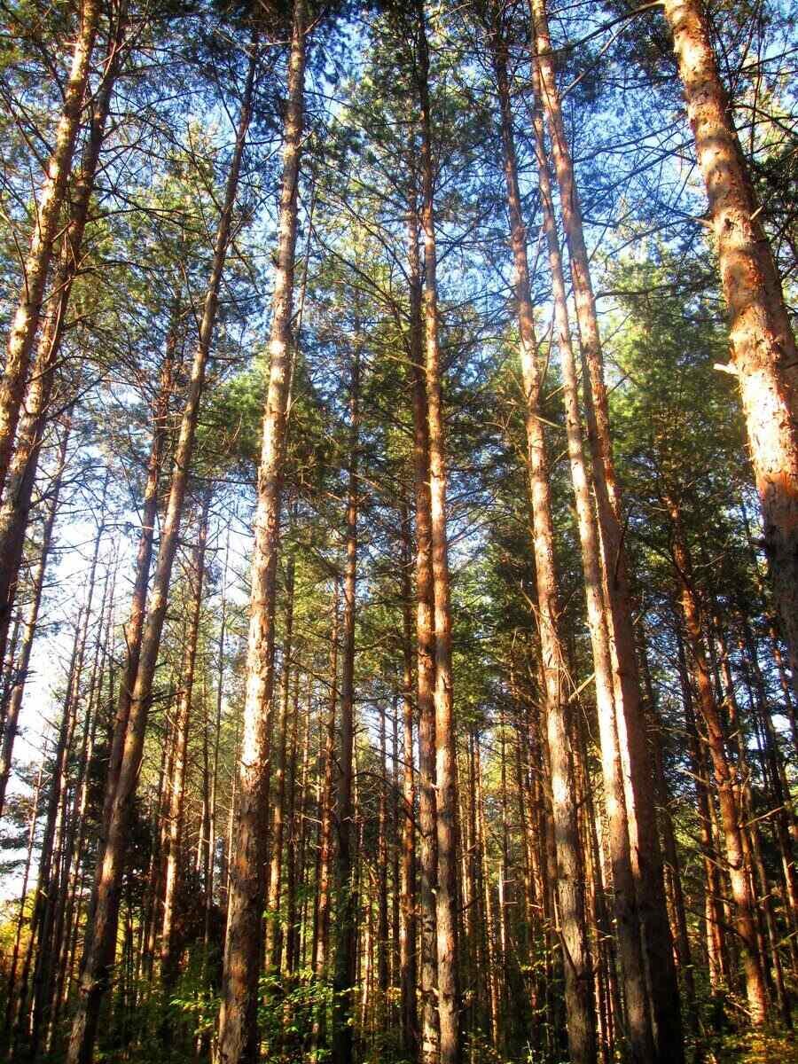 Одринската гора в Дряново