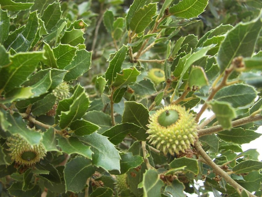 Пърнарите - Каялоба