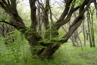 Вековна гора "Генджов орман" – с.Искър