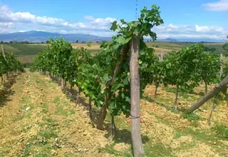 Винарска изба "Благови"