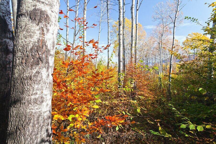 Резерват "Купена"