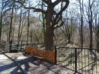 Вековно дърво "Вазов дъб" - Банкя