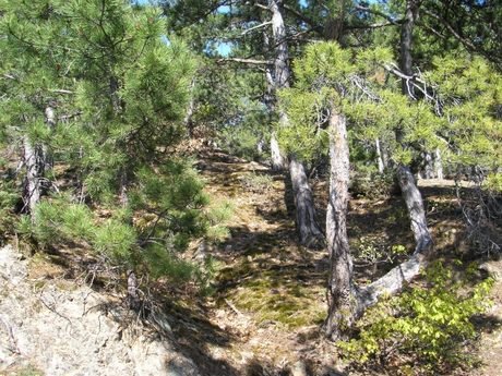 Поддържан резерват "Чамджа"