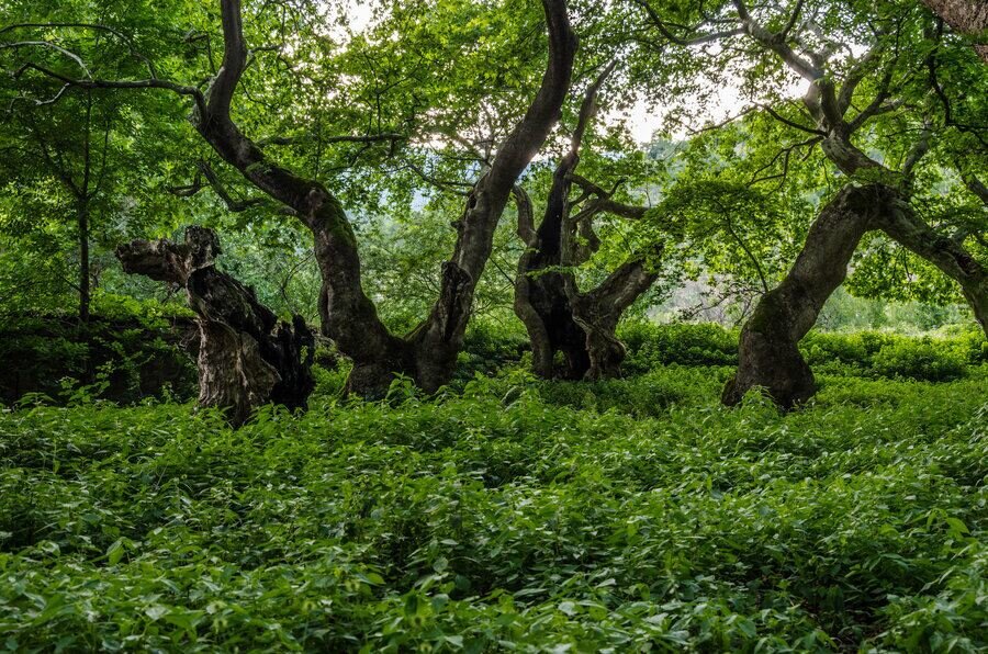 Защитена местност "Кучкарника"