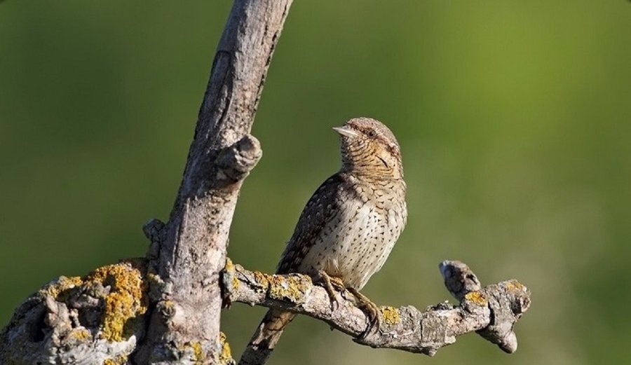 Защитена местност "Черна скала"