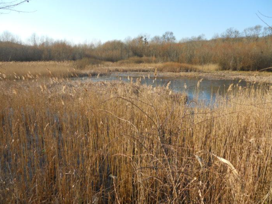 Защитена местност "Лиман"