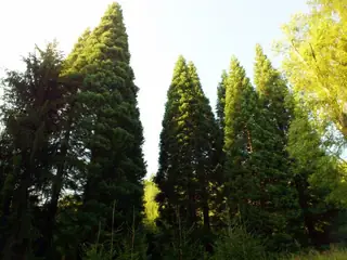 Вековни секвои в местността Ючбунар - Богослов