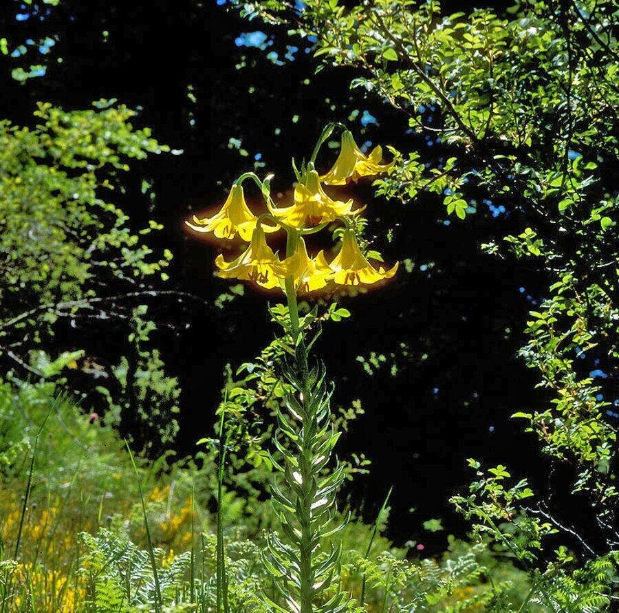Куцинско блато - Проглед