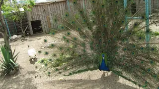 Зоокомплекс "Пауните"