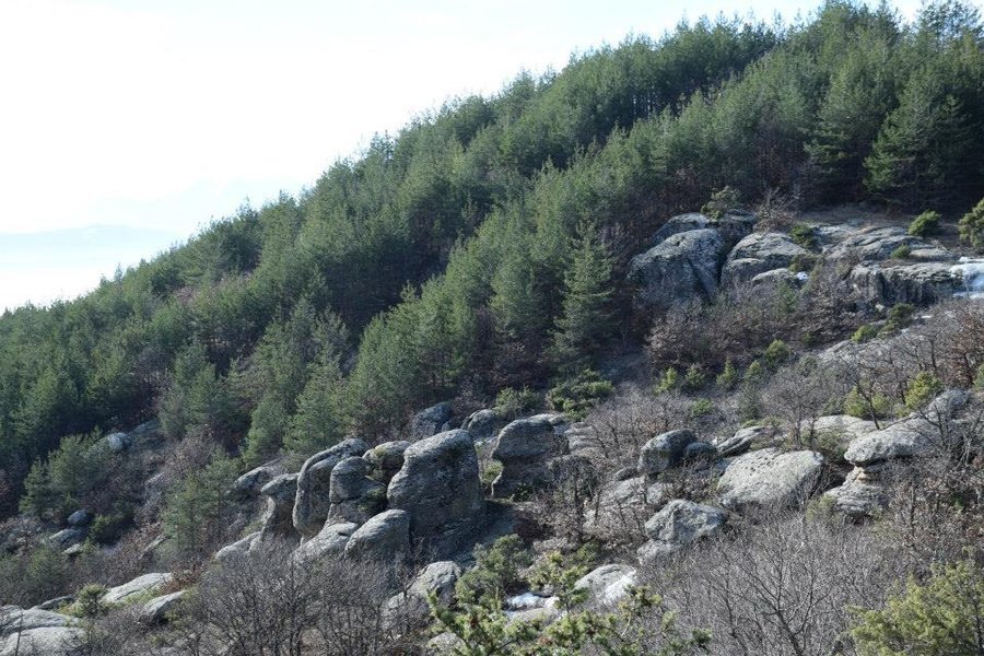 Местност "Скрибина" - Крибул