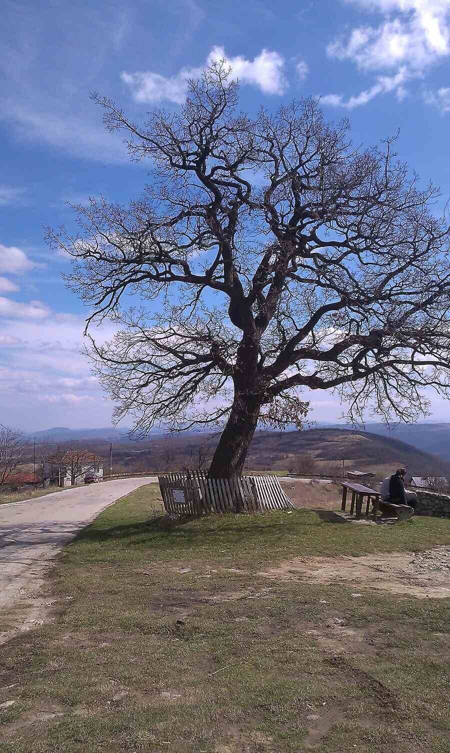 Вековен дъб - Челопек