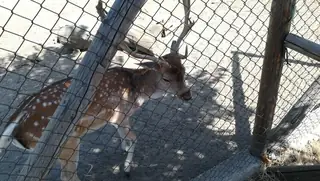 Зоопарк Пазарджик