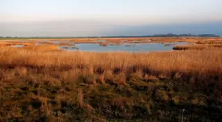 Орлово блато