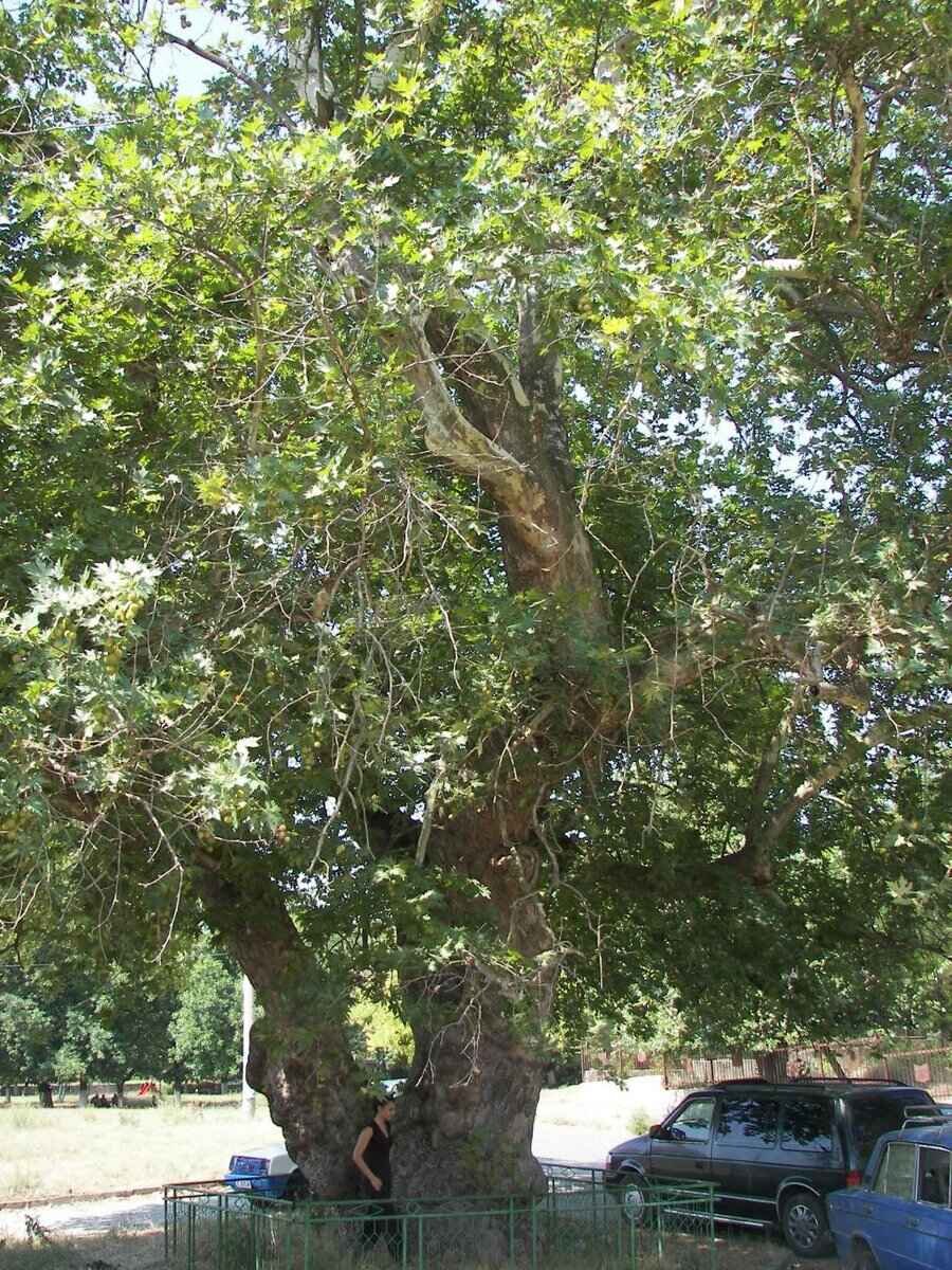 Вековен чинар - Фотиново