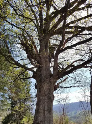 Вековен дъб - с. Угорелец