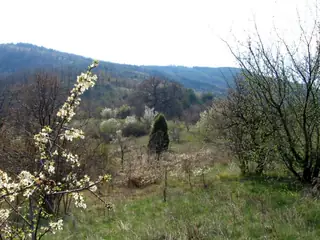 Дабо на Св. Йован - Скрино