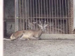 Зоопарк Разград