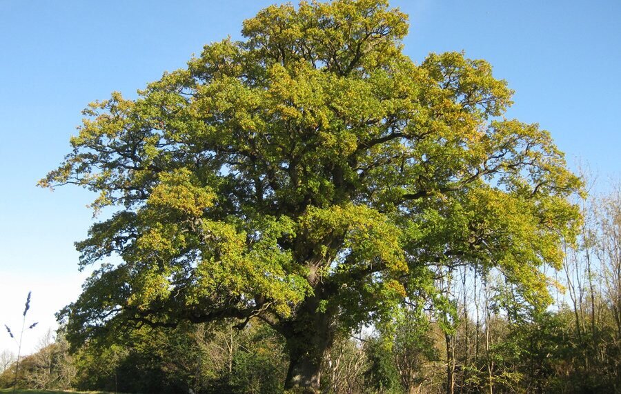 Природна забележителност Айтоска кория