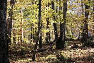 Резерват "Узунбуджак"