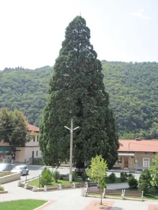 Вековно дърво - с.Душанци