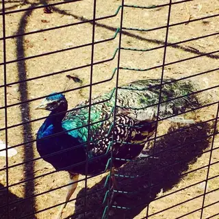 Зоокът с пауни и фазани - Сандански