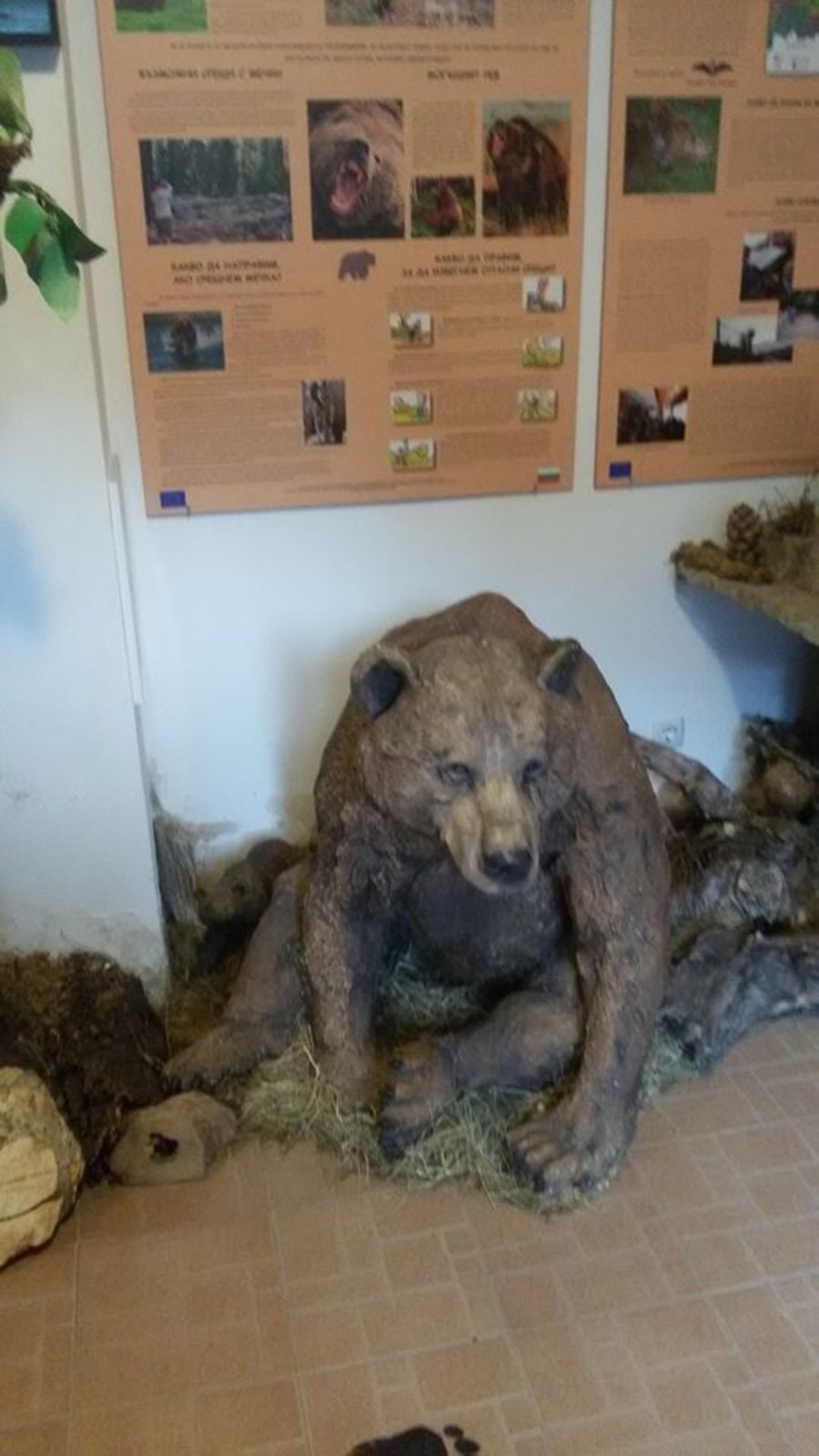 Музей на мечката - Триград