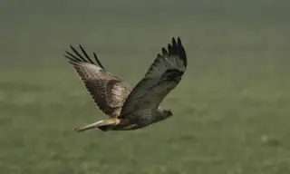 Орнитологично важно място Бесапарски ридове