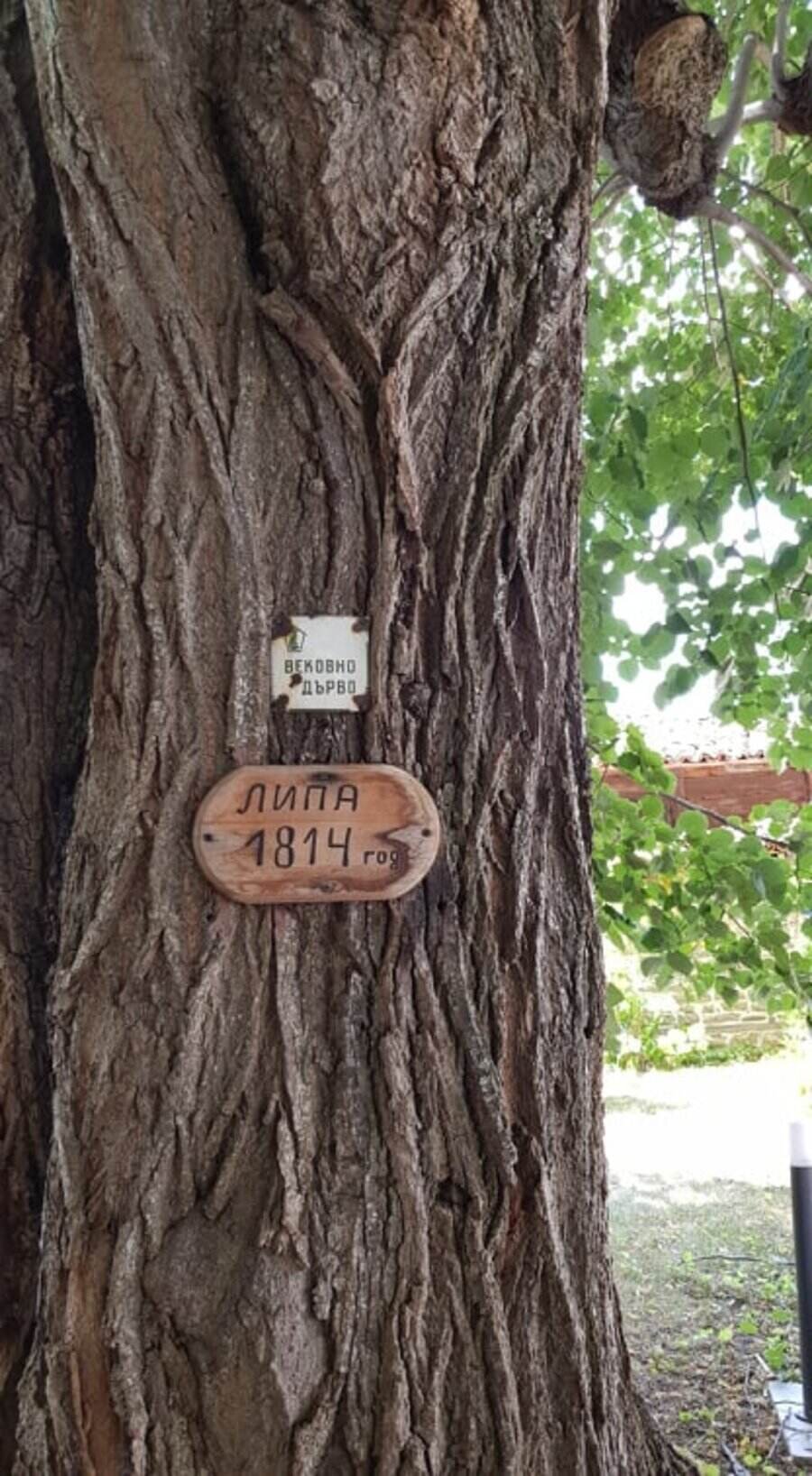 Вековна липа - с. Жеравна