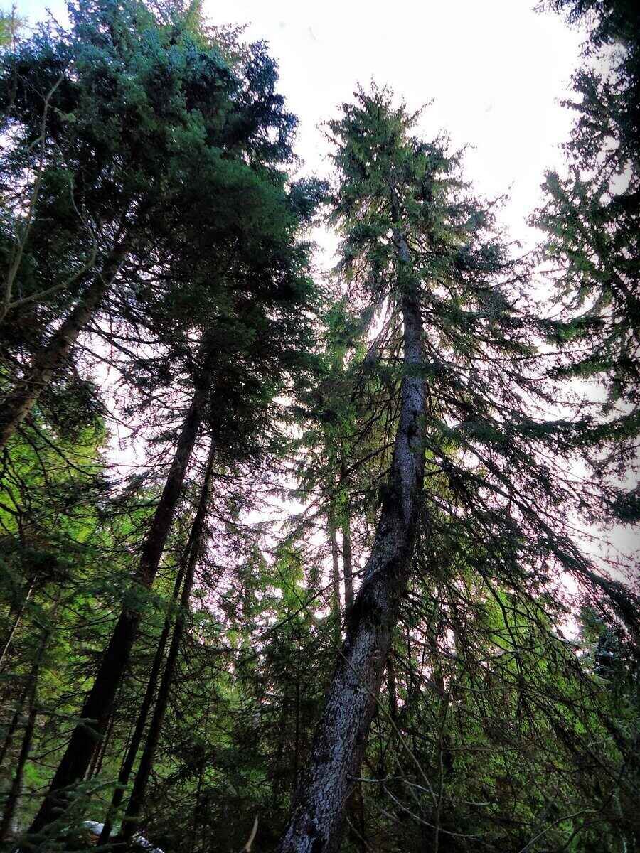 "Пияната гора"