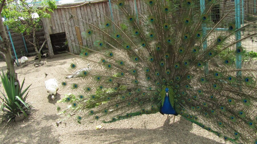 Зоокомплекс "Пауните"