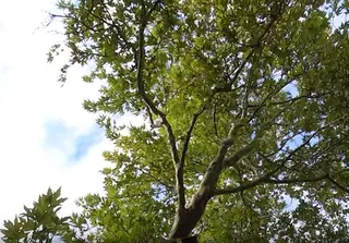 Вековен чинар - Стара Загора