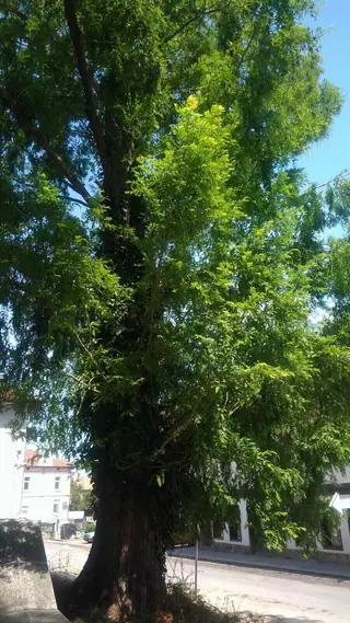 Блатен кипарис - Дряново