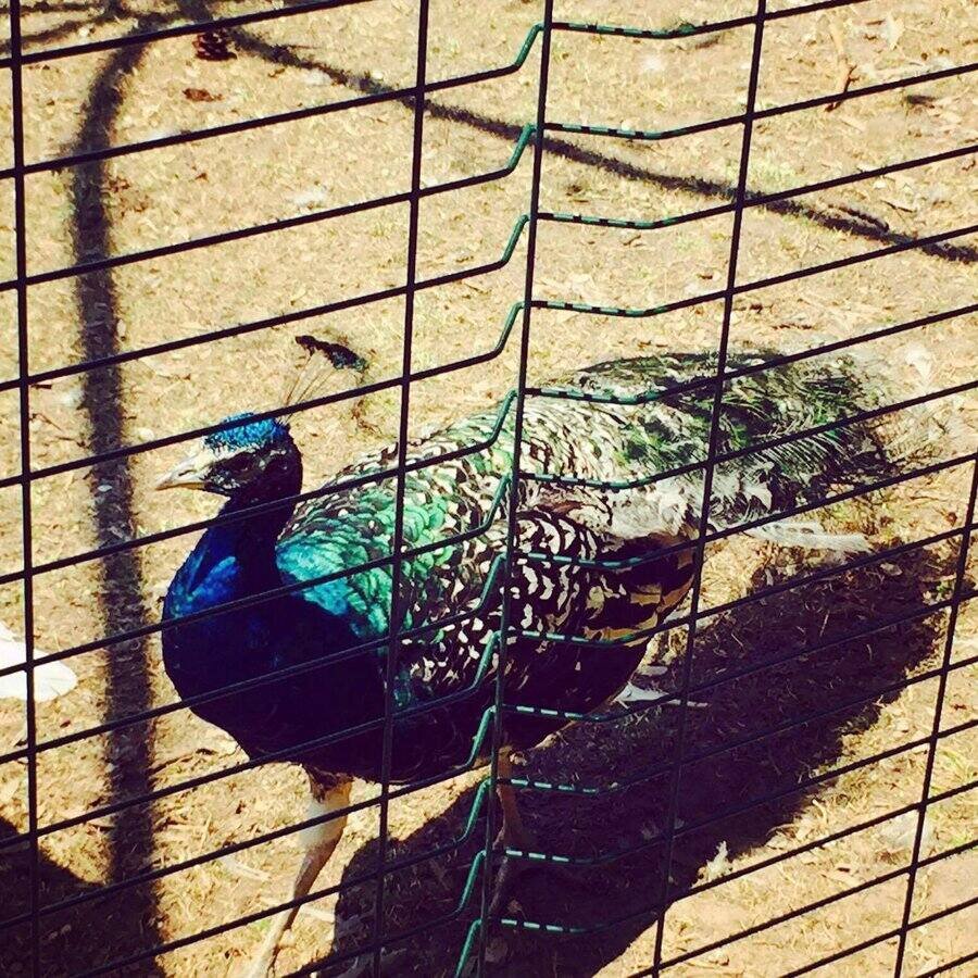 Зоокът с пауни и фазани - Сандански