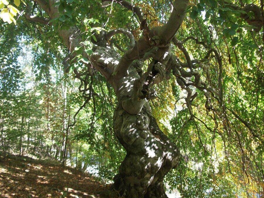 Природна забележителност "Кривото дърво"