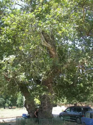 Вековен чинар - Фотиново