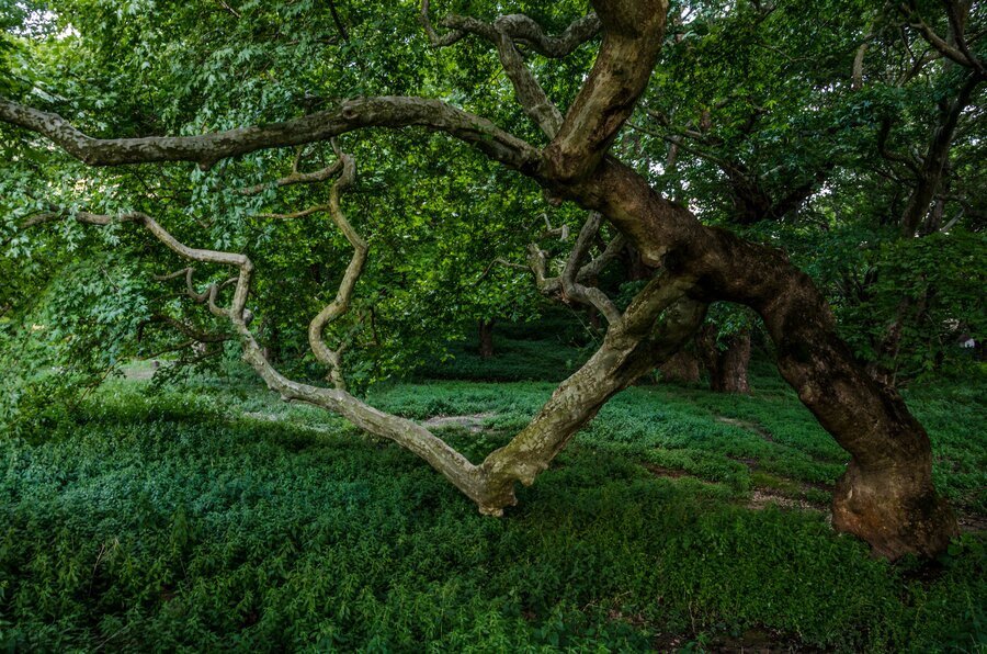Защитена местност Буйна - Горна Брезница