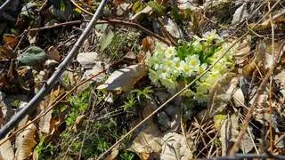Лешнишки водопад