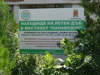 Находище на летен дъб в местност Паламуд - с. Узунджово