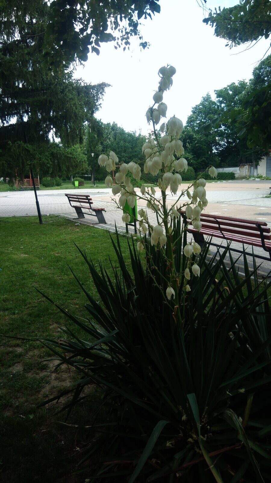 Градски парк - Николаево