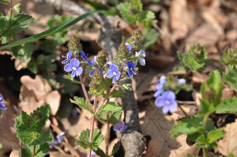 Резерват "Вълчи проход" - Голица