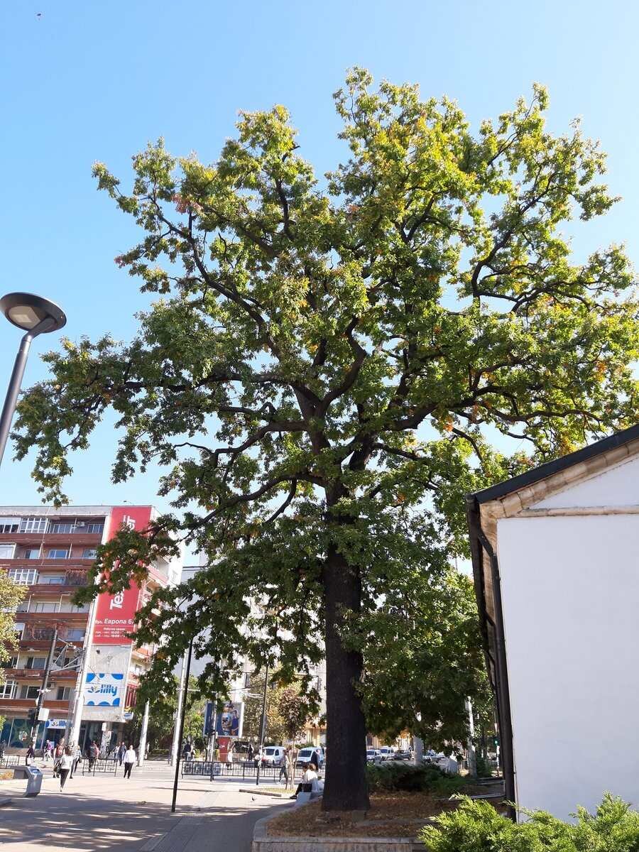 Защитен летен дъб - Плевен