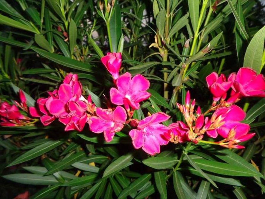 Ботаническа градина "Мaргарита"